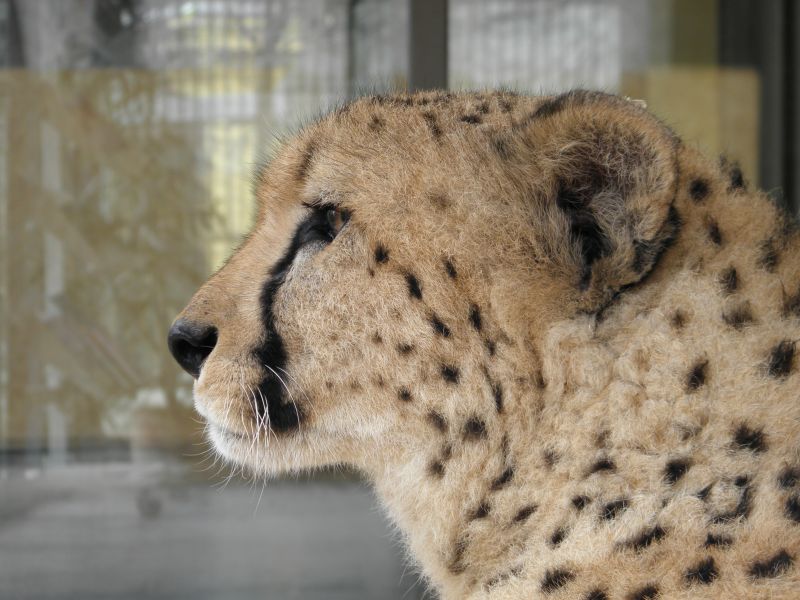 Gepard-1.jpg